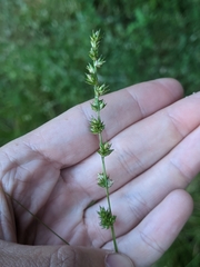 Carex divulsa divulsa