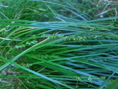 Carex divulsa divulsa