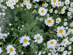 Tanacetum niveum