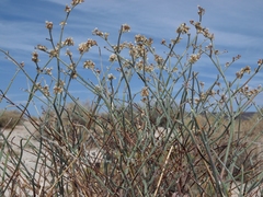 Eriogonum nummulare