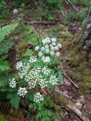 Ligusticum apiifolium