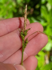Carex mendocinensis