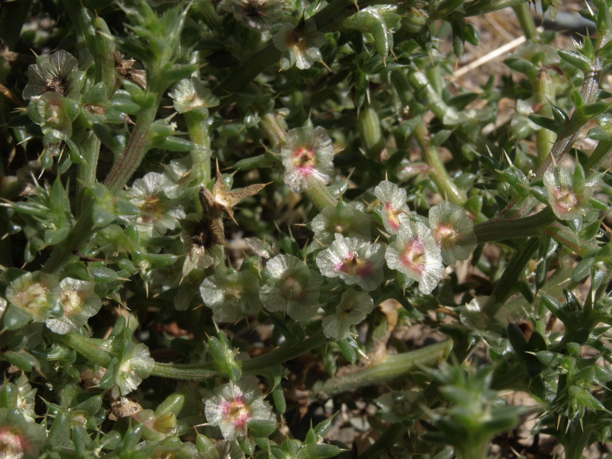 Salsola paulsenii