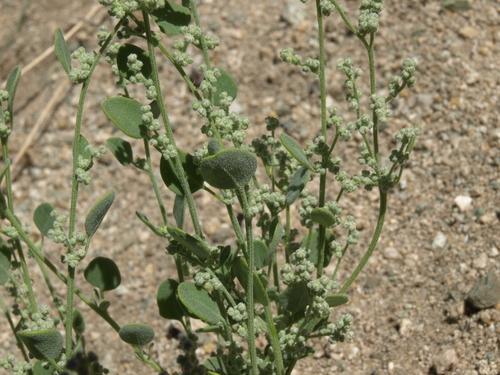 Chenopodium incanum var. occidentale