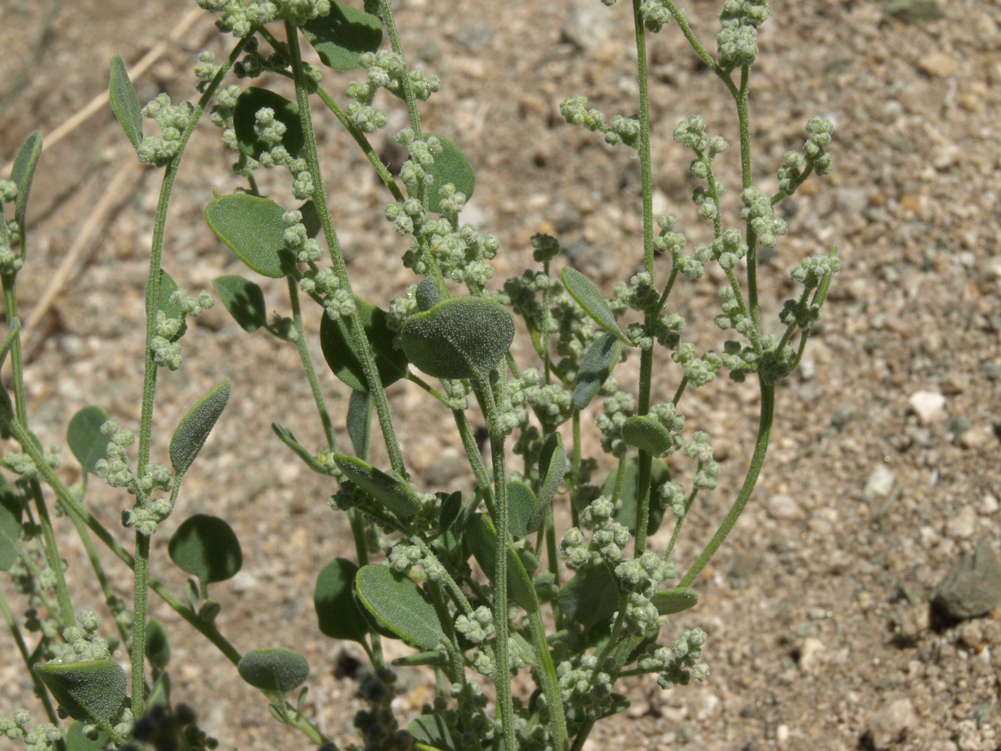 Chenopodium incanum var. occidentale