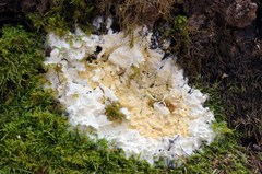 Trichoderma citrinum