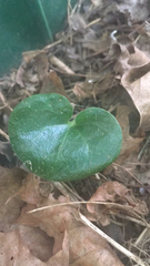 Asarum europaeum