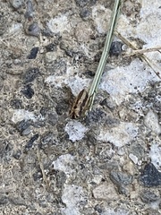 Anoscopus serratulae