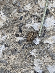 Anoscopus serratulae