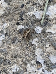 Anoscopus serratulae