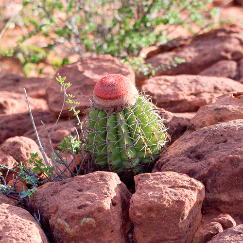 Melocactus inconcinnus
