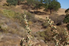 Malacothamnus hallii