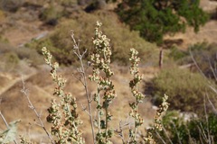 Malacothamnus hallii