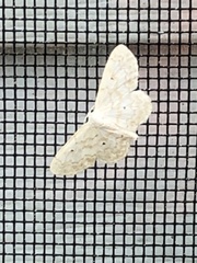 Idaea tacturata