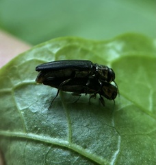 Agrilinae