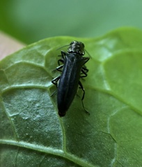 Agrilinae