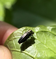 Agrilinae