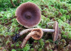 Cortinarius hemitrichus