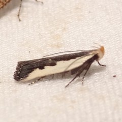 Dichomeris serrativittella