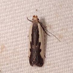 Dichomeris serrativittella