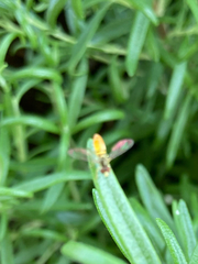 Toxomerus marginatus