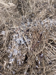 Lophodytes cucullatus