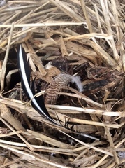 Lophodytes cucullatus