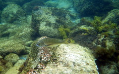 Acanthopagrus butcheri