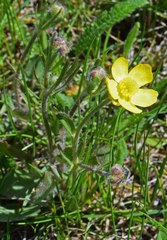 Ranunculus inamoenus