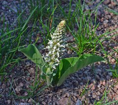 Veronica plantaginea