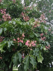 Aesculus × carnea