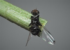 Seioptera vibrans