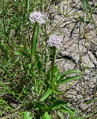 Valeriana acutiloba