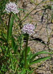 Valeriana acutiloba