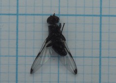 Seioptera vibrans