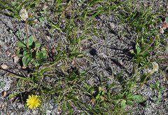 Micranthes rhomboidea