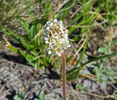 Micranthes rhomboidea