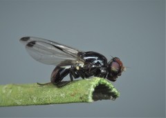 Seioptera vibrans