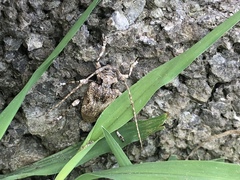 Lagocheirus obsoletus