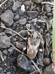 Lagocheirus obsoletus