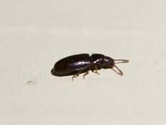 Pharaxonotha kirschii
