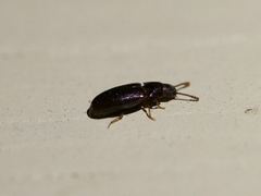 Pharaxonotha kirschii