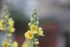 Verbascum lychnitis