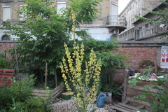 Verbascum lychnitis