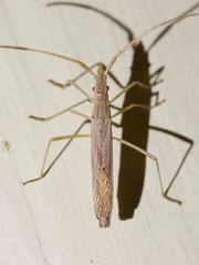 Protenor belfragei