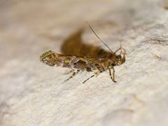 Aristotelia pudibundella