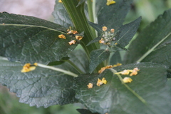 Verbascum lychnitis