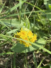 Tephroseris palustris