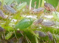 Macrosiphum funestum