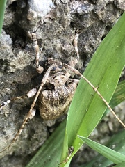 Lagocheirus obsoletus